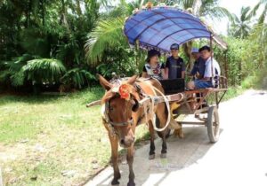 Tour Miền Tây 2 ngày | Miệt Vườn Daily Travel Group - Mỹ Tho, Bến Tre, Cần Thơ