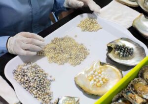 Tour Phú Quốc 2 ngày | Miệt Vườn Daily Travel