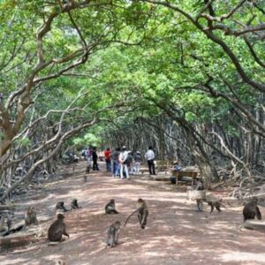 Tour Cần Giờ 1 ngày | Miệt Vườn Daily Travel Group - đảo khỉ - rừng sác - biển Cần Giờ