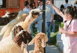 Tour Phan Thiết - Mũi Né 2 ngày 1 đêm | Miệt Vườn Daily Travel - Hana Beach