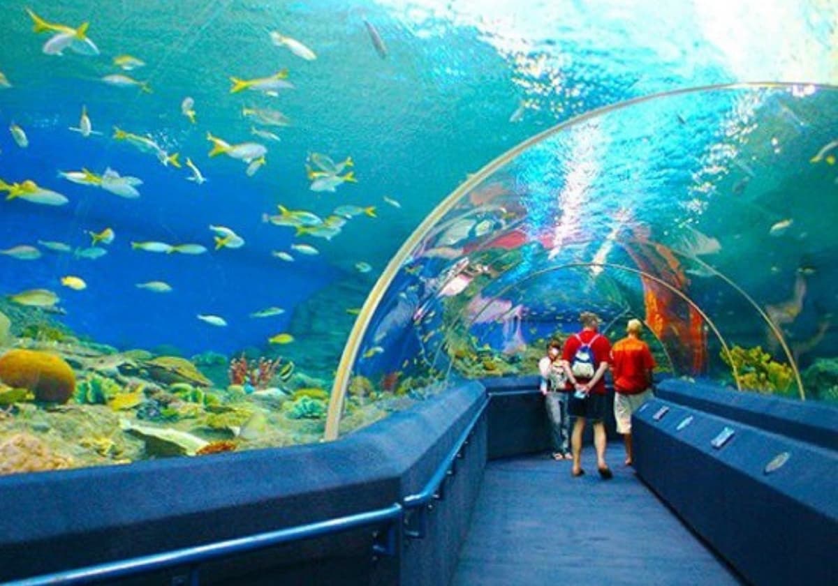 Tour Nha Trang 3 ngày 2 đêm | Miệt Vườn Daily Travel - viện Hải Dương Học